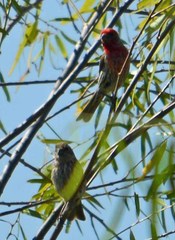 Haemorhous mexicanus