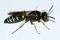 Philanthus solivagus
