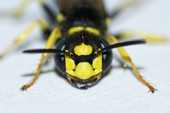 Philanthus solivagus