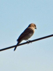 Haemorhous mexicanus