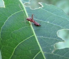 Paraxenetus guttulatus