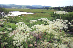 Angelica pubescens