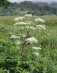 Angelica pubescens
