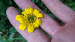 Arnica lanceolata prima