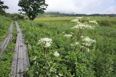 Angelica pubescens