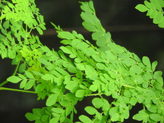 Moringa