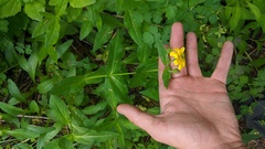 Arnica lanceolata prima