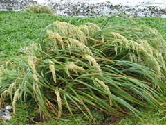 Poa foliosa