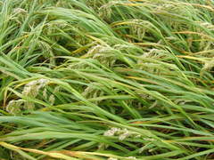 Poa foliosa