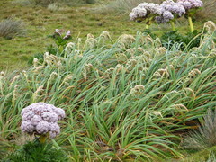 Poa foliosa