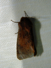 Phragmatobia assimilans