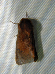 Phragmatobia assimilans