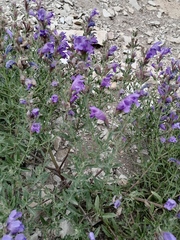 Dracocephalum peregrinum