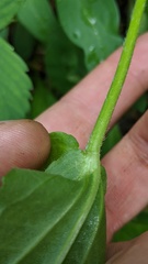 Arnica lanceolata prima