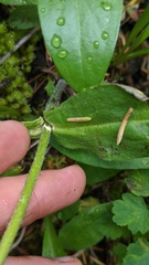 Arnica lanceolata prima