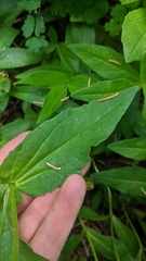 Arnica lanceolata prima