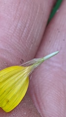 Arnica lanceolata prima