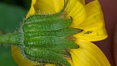 Arnica lanceolata prima