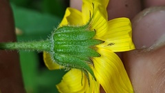 Arnica lanceolata prima