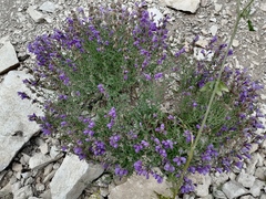 Dracocephalum peregrinum