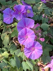 Ipomoea indica