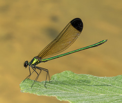 Calopteryx dimidiata