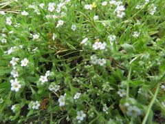 Plagiobothrys collinus californicus