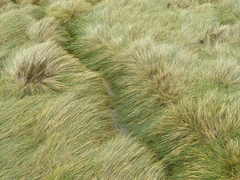 Poa litorosa