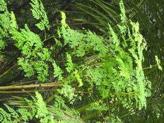 Moringa