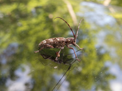 Monochamus carolinensis