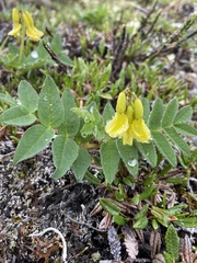 Astragalus umbellatus