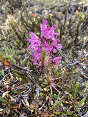 Pedicularis lanata