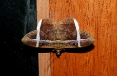 Hemeroblemma mexicana