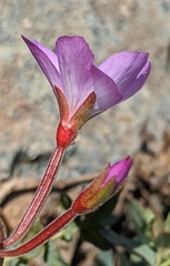Epilobium siskiyouense