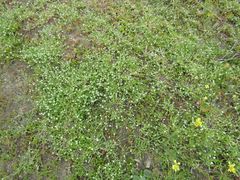 Plagiobothrys collinus californicus