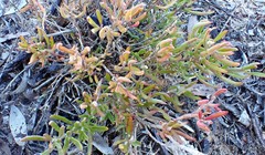 Chenopodium wilsonii