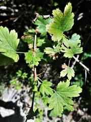 Ribes divaricatum