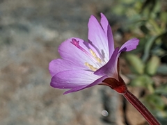 Epilobium siskiyouense