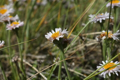 Aster alpinus vierhapperi