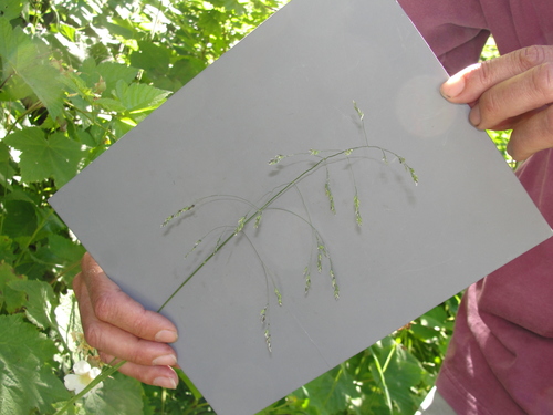 looseflower bluegrass (Poa laxiflora)