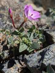 Epilobium siskiyouense