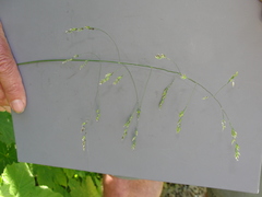 Poa laxiflora