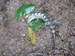 Abronia taeniata