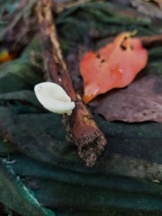 Favolus spatulatus