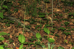 Liparis campylostalix