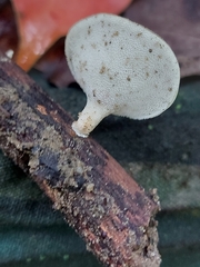 Favolus spatulatus