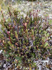 Cassiope tetragona