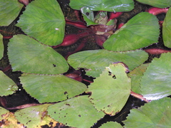 Diplonychus rusticus