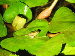 Pelophylax fukienensis