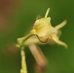 Liparis campylostalix